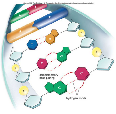 Watson-Crick DNA Model