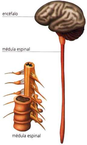 Encéfalo (Primer cerebro)