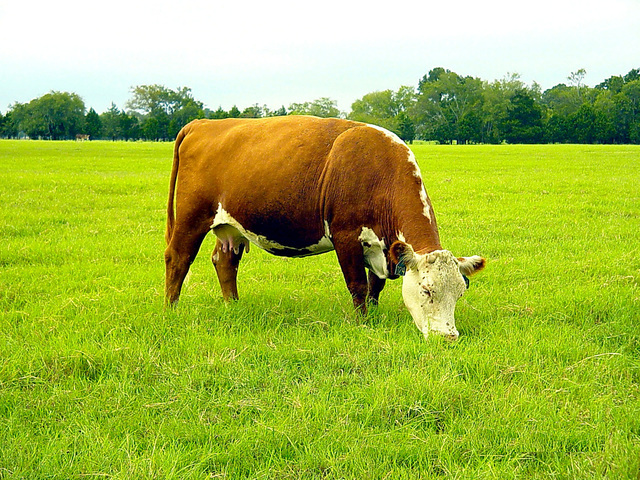 Se aprueba el Acta General de Cercado.