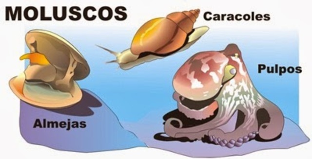 Los moluscos