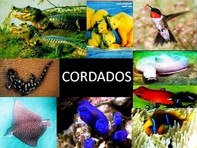 Los cordados ( 525 años)