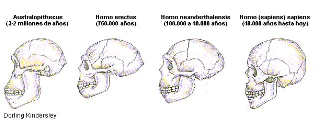 Las tres etapas de evolución del cerebro