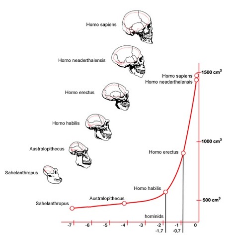 Los homínidos y su cerebro