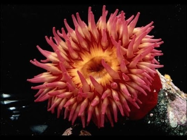 La aparición de al menos dos tipos de organización nerviosa