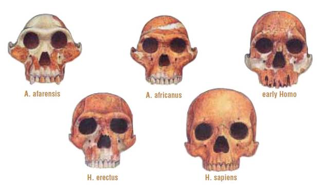 características únicas de su cerebro.