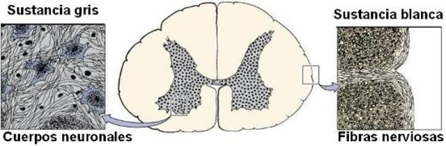 Clasificación de las neuronas