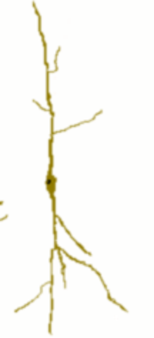 Neuronas en huso o de Von Economo