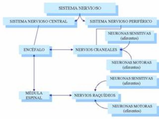 Clasificación anatómica del sistema nervioso