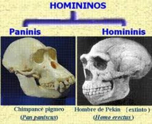 características de los homínido