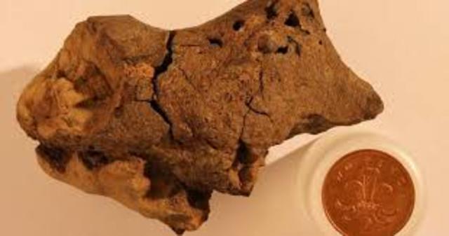 PRIMER CEREBRO 520 MILLONES DE AÑOS