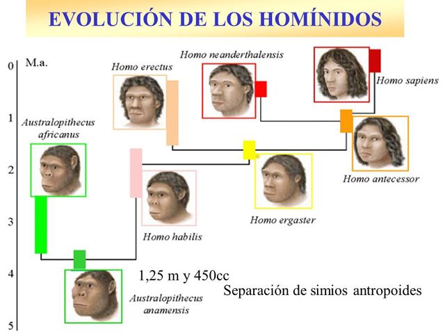 ORGIEN MOVIMIENTO HOMINIDOS 3 MILLONES DE AÑOS