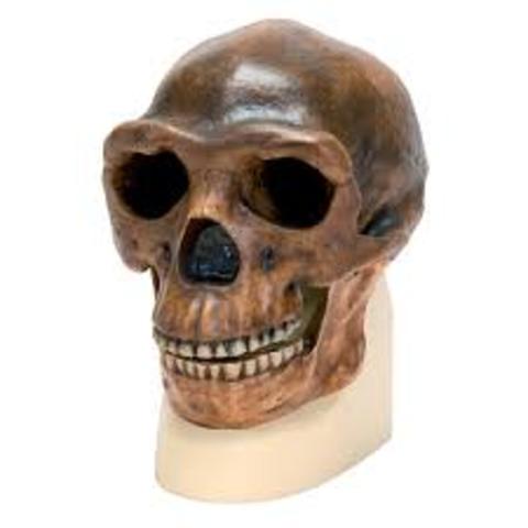 Homo erectus 750,000 AÑOS a.C