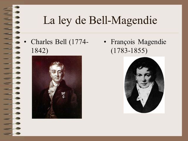 &nbsp;Charles Bell Y François Magendie  SIGLO XVIII