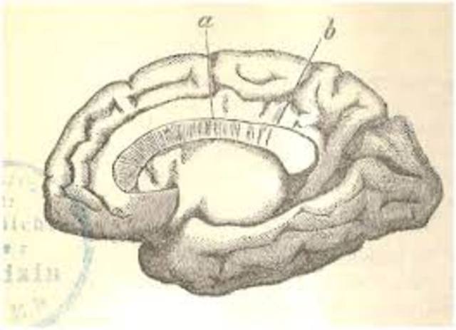Vladimir Betz, Theodore Meynert, Oskar Vogt y Korbinian Brodmann SIGLO XVIII