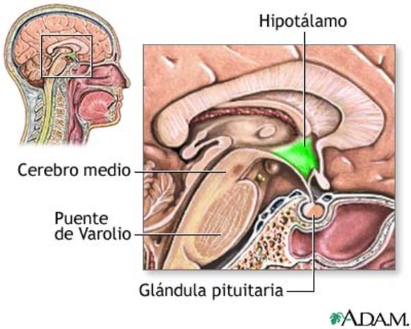 Dr. S. W. Ranson.1940