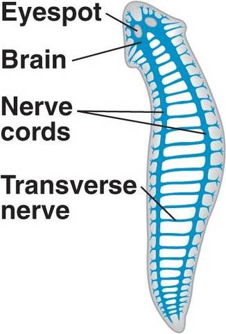 Primeros seres con neuronas "modificadas"