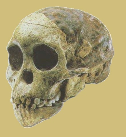 Aparición del Homo Habilis (Hombre hábil)