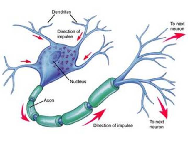 Red neuronal biologica