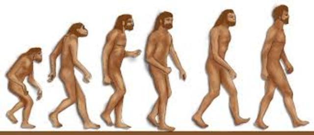 Hominidos clasificación