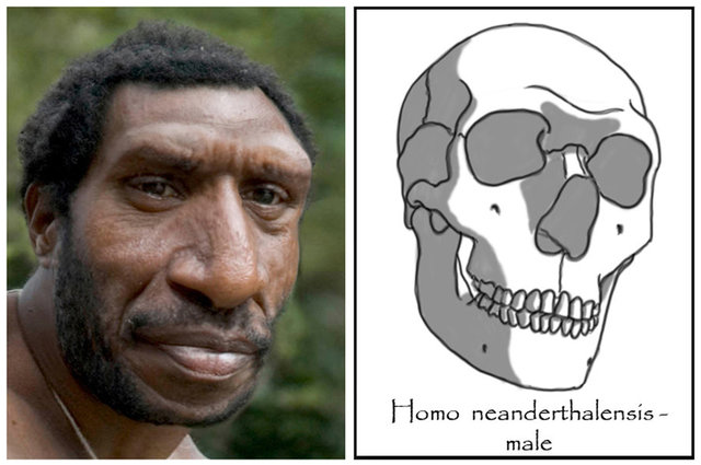 Homoneandertalensis