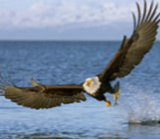 The Endangered Species Act