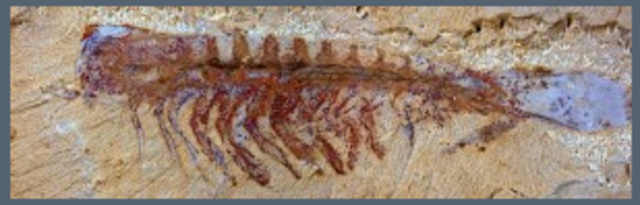 El sistema nervioso más antiguo (Nick Strausfeld)