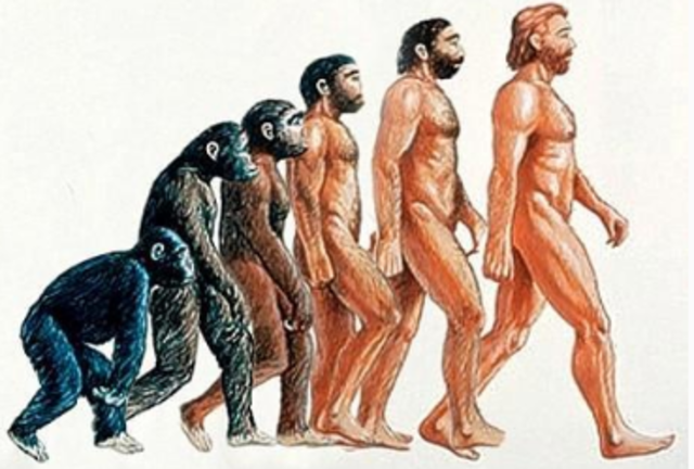 Evolución del cerebro