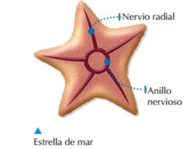 Organizaciones Nerviosas (Anillos Nerviosos)