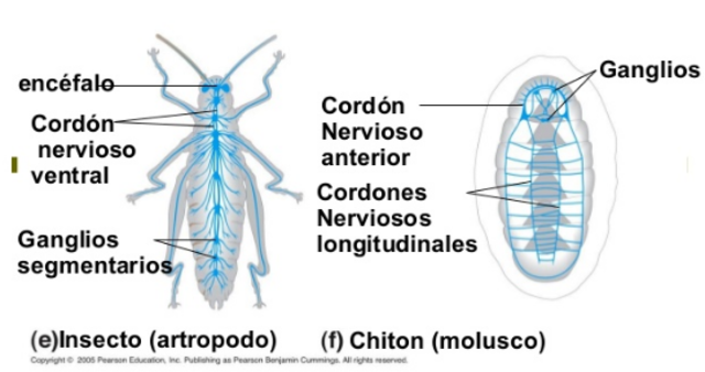 Organizaciones nerviosas (Cordones Nerviosos)