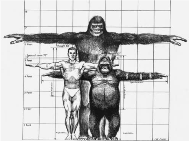 Características Homínido
