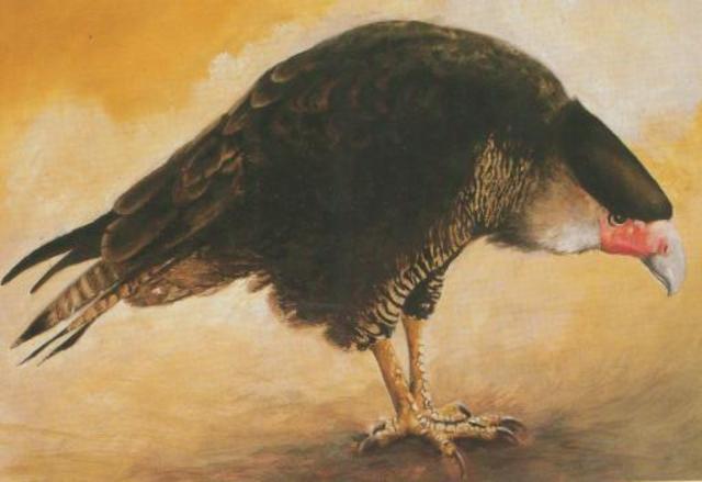 Гуадалупская каракара(вымерший)