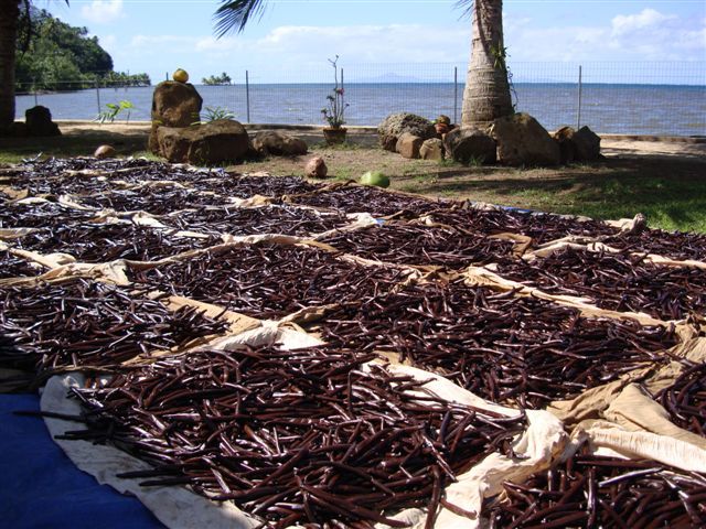 Vanilla beans drying in the sun.