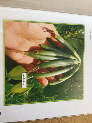 It starts with a bean