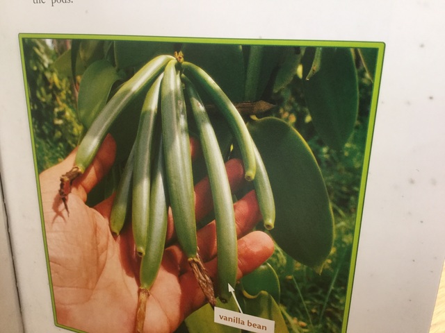 The first vanilla lovers