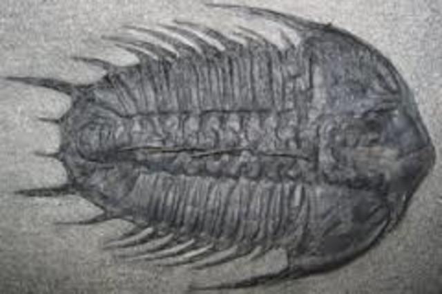 cambrian
