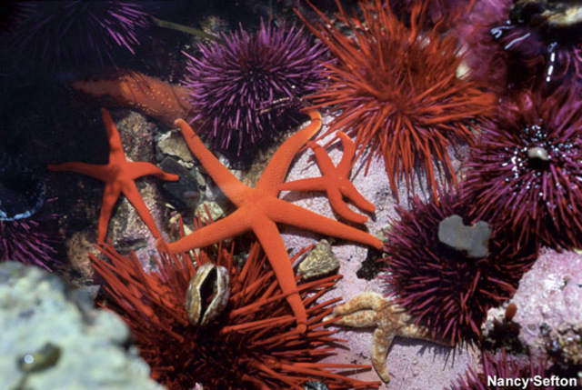 Ordovician 500M-435M