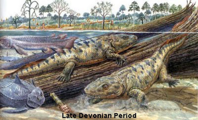 Devonian Period 395MYA-345MYA