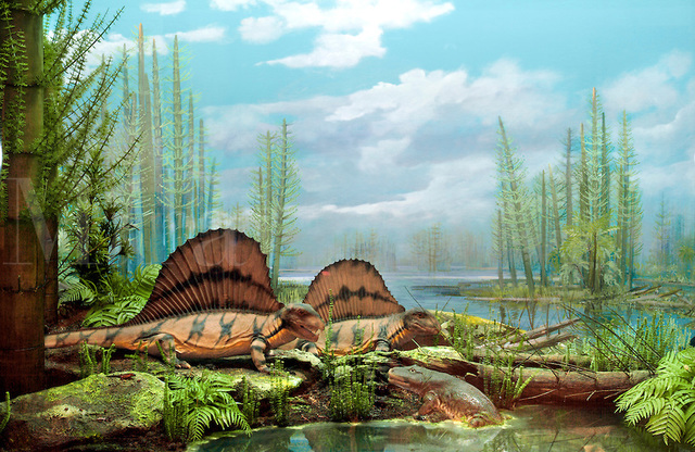 Permian Period 280MYA-225MYA