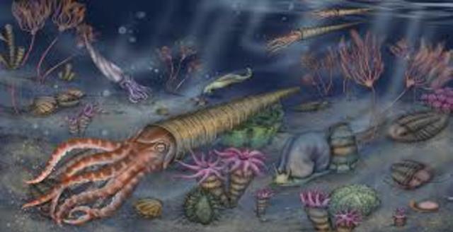 Ordovician 500 - 435 m