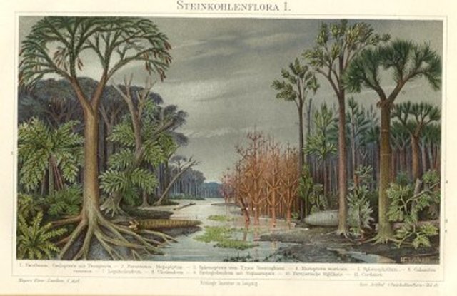 Carboniferous 345M-280M