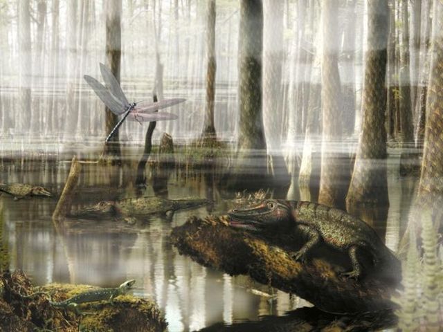 carboniferous 345-280mya