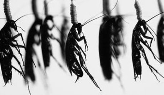 ¿Poseemos información o conocimiento?