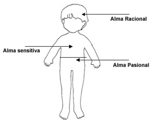 ARISTOTELES SIGLO    IV A.C 384 - 322