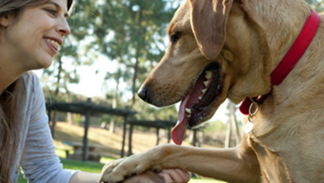 Años '90 - Nestle Purina Pet Care Company