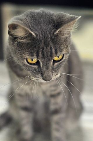 Nightmare King 2: Legacies