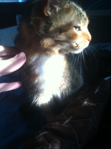 My cat Lulu is put down.