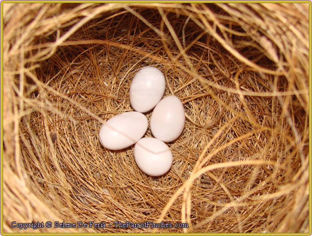 The Black Quadruplets Born