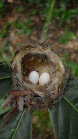 More Black Children Born