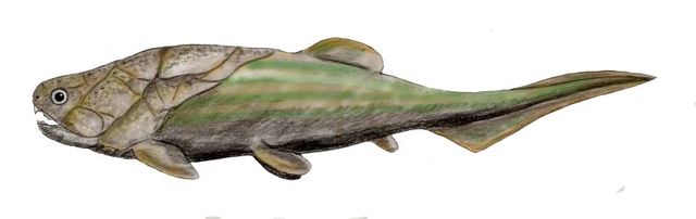 Primeros Peces con Espinas