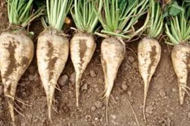 Sugar Beets